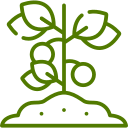 fruit plant