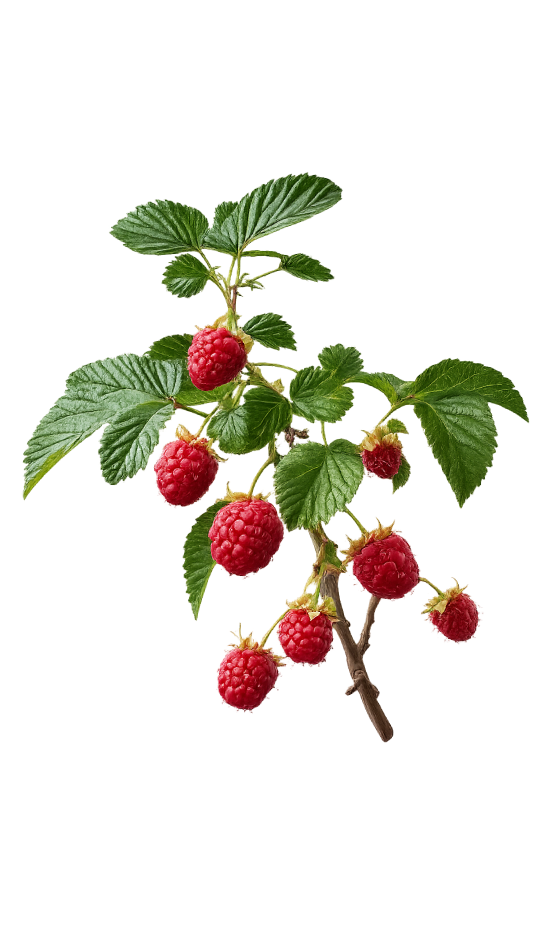 rashberry