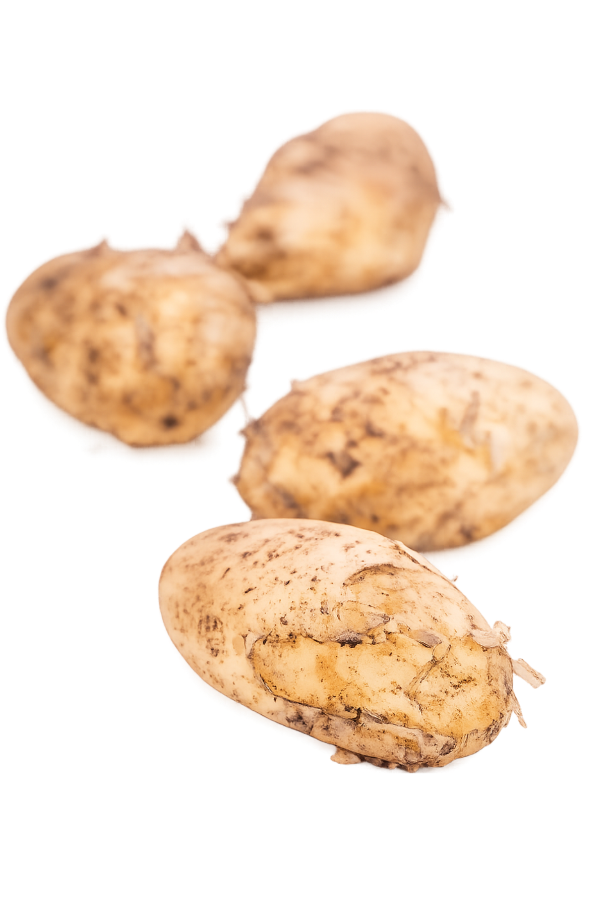  russet potato